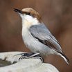Brown-headed Nuthatch